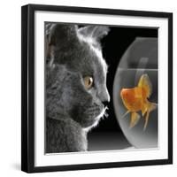 Cat Looks at Goldfish in Bowl-null-Framed Photographic Print
