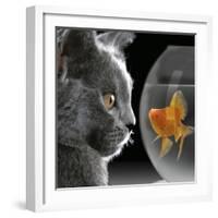 Cat Looks at Goldfish in Bowl-null-Framed Photographic Print