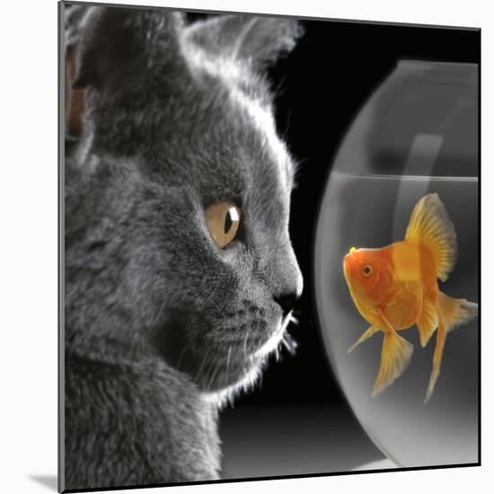 Cat Looks at Goldfish in Bowl-null-Mounted Photographic Print