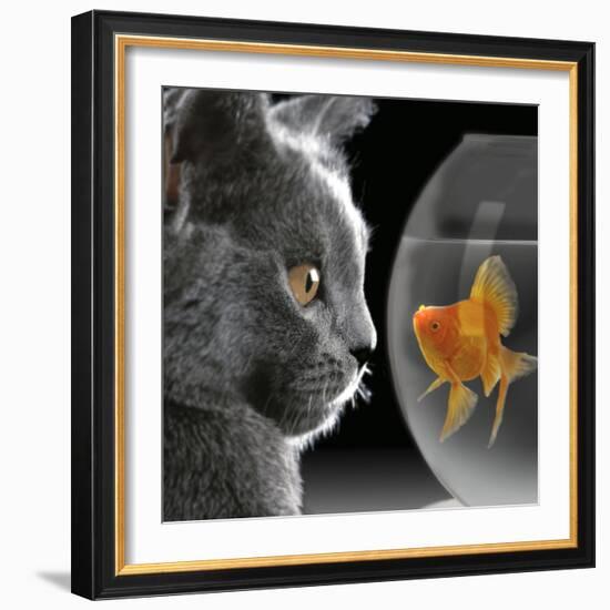 Cat Looks at Goldfish in Bowl-null-Framed Photographic Print