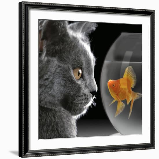 Cat Looks at Goldfish in Bowl-null-Framed Giclee Print