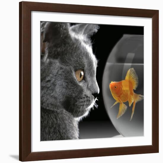 Cat Looks at Goldfish in Bowl-null-Framed Giclee Print