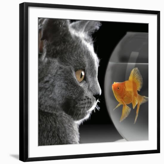 Cat Looks at Goldfish in Bowl-null-Framed Giclee Print