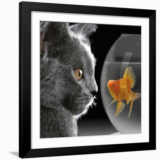 Cat Looks at Goldfish in Bowl-null-Framed Giclee Print