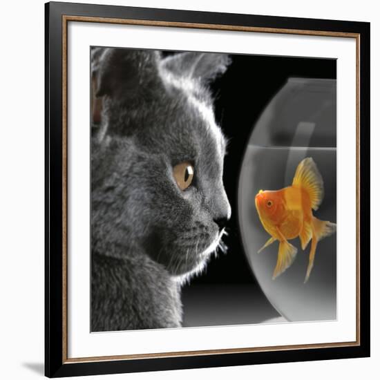 Cat Looks at Goldfish in Bowl-null-Framed Giclee Print