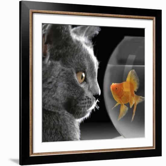 Cat Looks at Goldfish in Bowl-null-Framed Giclee Print