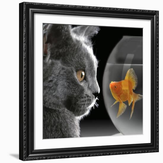 Cat Looks at Goldfish in Bowl-null-Framed Giclee Print