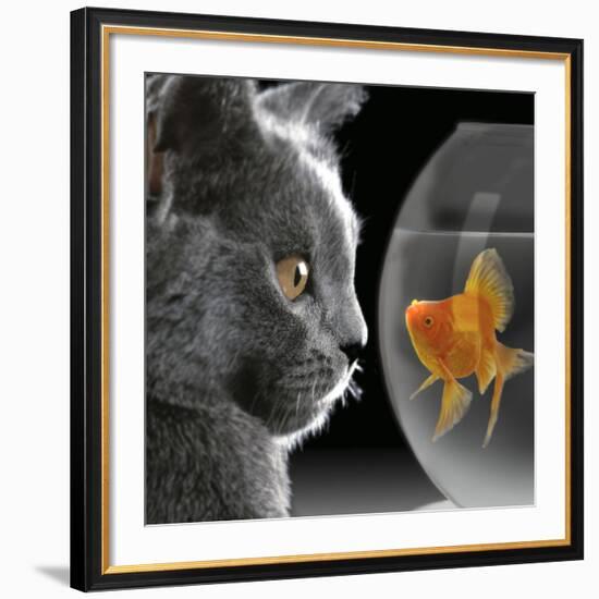 Cat Looks at Goldfish in Bowl-null-Framed Giclee Print