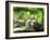 Cat Lying Outdoors In The Grass On A Lovely Summer Day-l i g h t p o e t-Framed Photographic Print