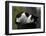 Cat Nap-Stephen Lebovits-Framed Giclee Print