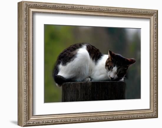 Cat Nap-Stephen Lebovits-Framed Giclee Print