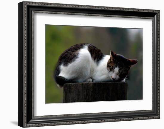 Cat Nap-Stephen Lebovits-Framed Giclee Print