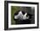 Cat Nap-Stephen Lebovits-Framed Giclee Print