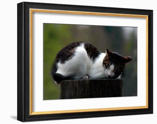 Cat Nap-Stephen Lebovits-Framed Giclee Print