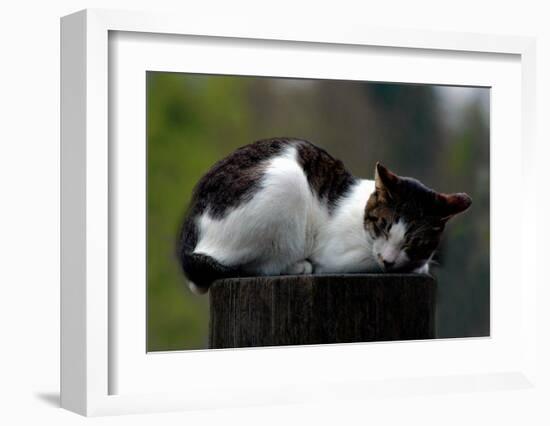 Cat Nap-Stephen Lebovits-Framed Giclee Print