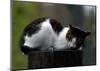 Cat Nap-Stephen Lebovits-Mounted Giclee Print