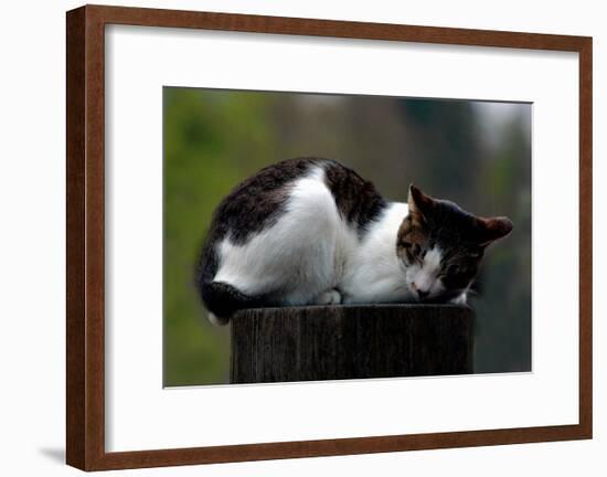 Cat Nap-Stephen Lebovits-Framed Giclee Print