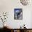 Cat of Greece (Chat de Grece)-Isy Ochoa-Framed Premier Image Canvas displayed on a wall