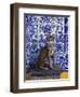 Cat of Portugal (Chat Du Portugal)-Isy Ochoa-Framed Giclee Print