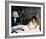 Cat on a Hot Tin Roof, Elizabeth Taylor-null-Framed Photo