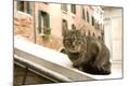 Premium Photographic Print