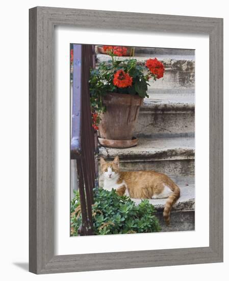 Cat On Steps in Alley, Rovigno, Croatia-Adam Jones-Framed Photographic Print