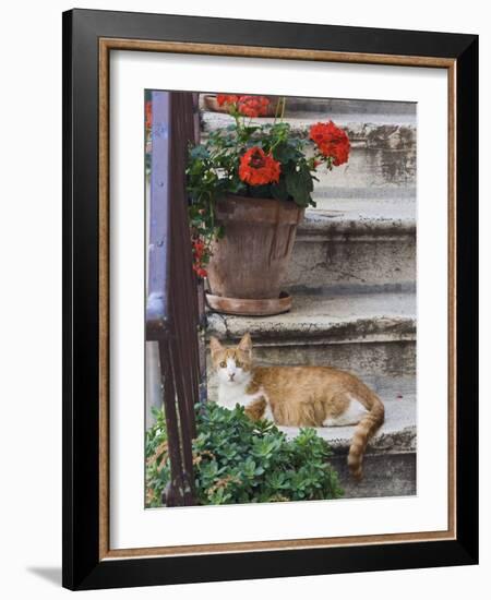 Cat On Steps in Alley, Rovigno, Croatia-Adam Jones-Framed Photographic Print