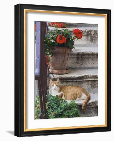 Cat On Steps in Alley, Rovigno, Croatia-Adam Jones-Framed Photographic Print