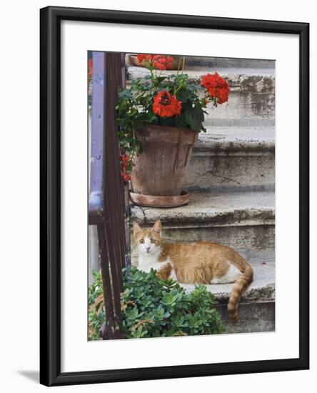 Cat On Steps in Alley, Rovigno, Croatia-Adam Jones-Framed Photographic Print