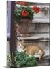 Cat On Steps in Alley, Rovigno, Croatia-Adam Jones-Mounted Photographic Print