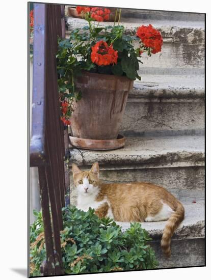 Cat On Steps in Alley, Rovigno, Croatia-Adam Jones-Mounted Photographic Print