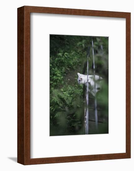 Cat on terrace-Nadja Jacke-Framed Photographic Print