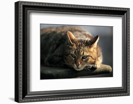 Cat On The Prowl-null-Framed Art Print