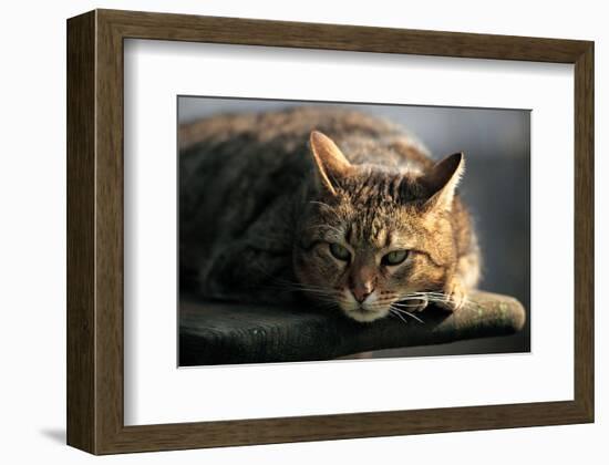 Cat On The Prowl-null-Framed Art Print