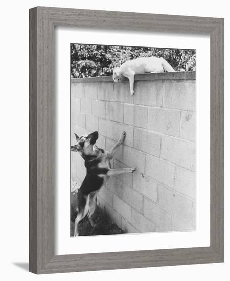 Cat Owned by Olympic Track Star Harold Connolly, on Wall Hissing at Police German Shepherd-Bill Eppridge-Framed Photographic Print