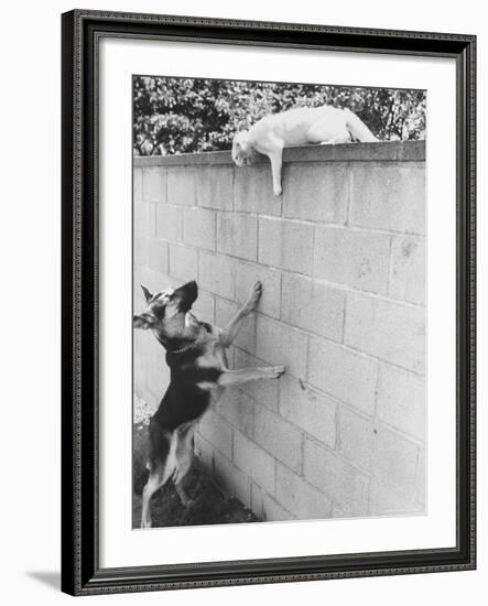 Cat Owned by Olympic Track Star Harold Connolly, on Wall Hissing at Police German Shepherd-Bill Eppridge-Framed Photographic Print