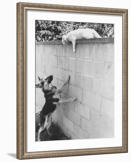 Cat Owned by Olympic Track Star Harold Connolly, on Wall Hissing at Police German Shepherd-Bill Eppridge-Framed Photographic Print