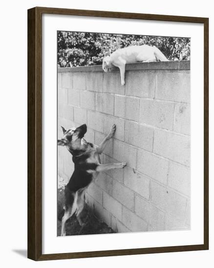 Cat Owned by Olympic Track Star Harold Connolly, on Wall Hissing at Police German Shepherd-Bill Eppridge-Framed Photographic Print