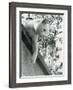 Cat Owned by Olympic Track Star Harold Connoly and Family-Bill Eppridge-Framed Photographic Print