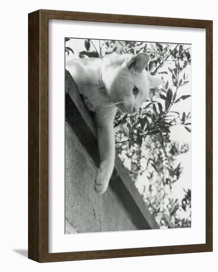 Cat Owned by Olympic Track Star Harold Connoly and Family-Bill Eppridge-Framed Photographic Print