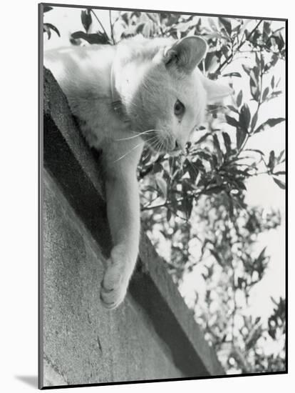 Cat Owned by Olympic Track Star Harold Connoly and Family-Bill Eppridge-Mounted Photographic Print