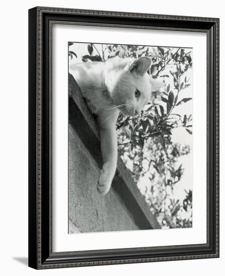 Cat Owned by Olympic Track Star Harold Connoly and Family-Bill Eppridge-Framed Photographic Print