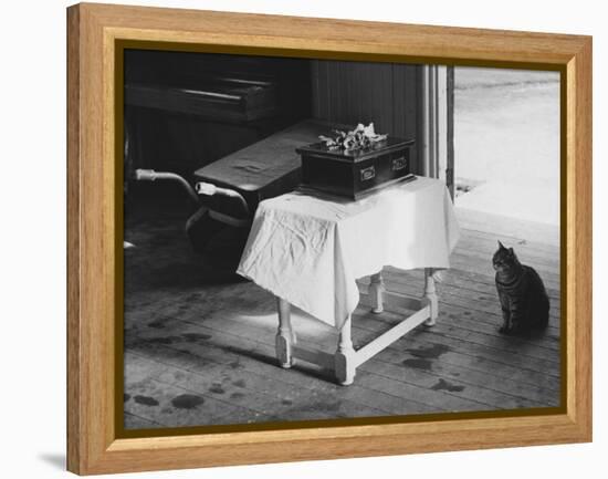 Cat Pays Final Respects-null-Framed Premier Image Canvas