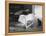 Cat Pays Final Respects-null-Framed Premier Image Canvas