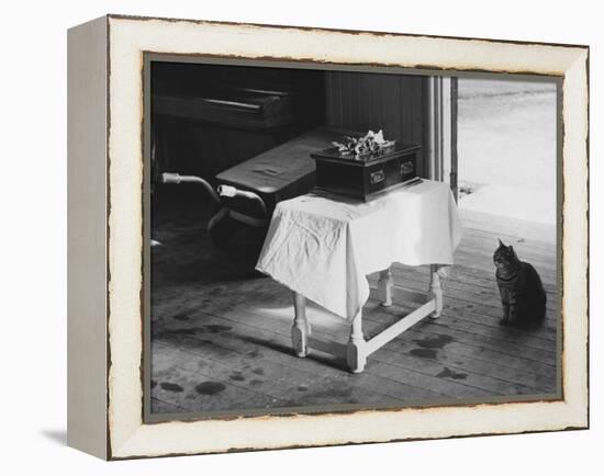 Cat Pays Final Respects-null-Framed Premier Image Canvas