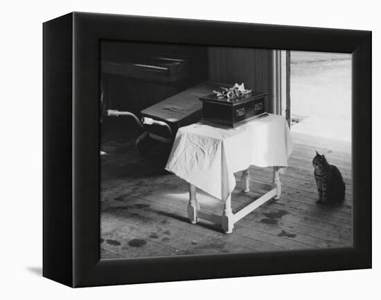 Cat Pays Final Respects-null-Framed Premier Image Canvas