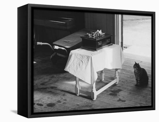 Cat Pays Final Respects-null-Framed Premier Image Canvas