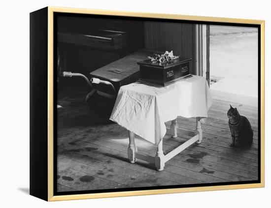 Cat Pays Final Respects-null-Framed Premier Image Canvas