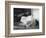 Cat Pays Final Respects-null-Framed Photographic Print