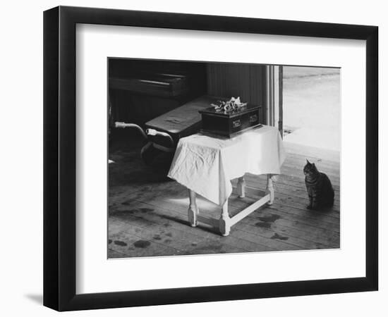 Cat Pays Final Respects-null-Framed Photographic Print